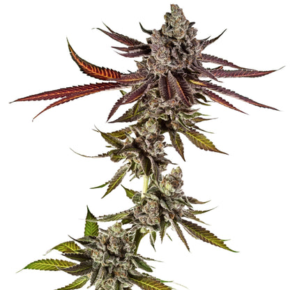 Weed Seeds Mimosa Feminized Photoperiod Cannabis Seeds 3ct