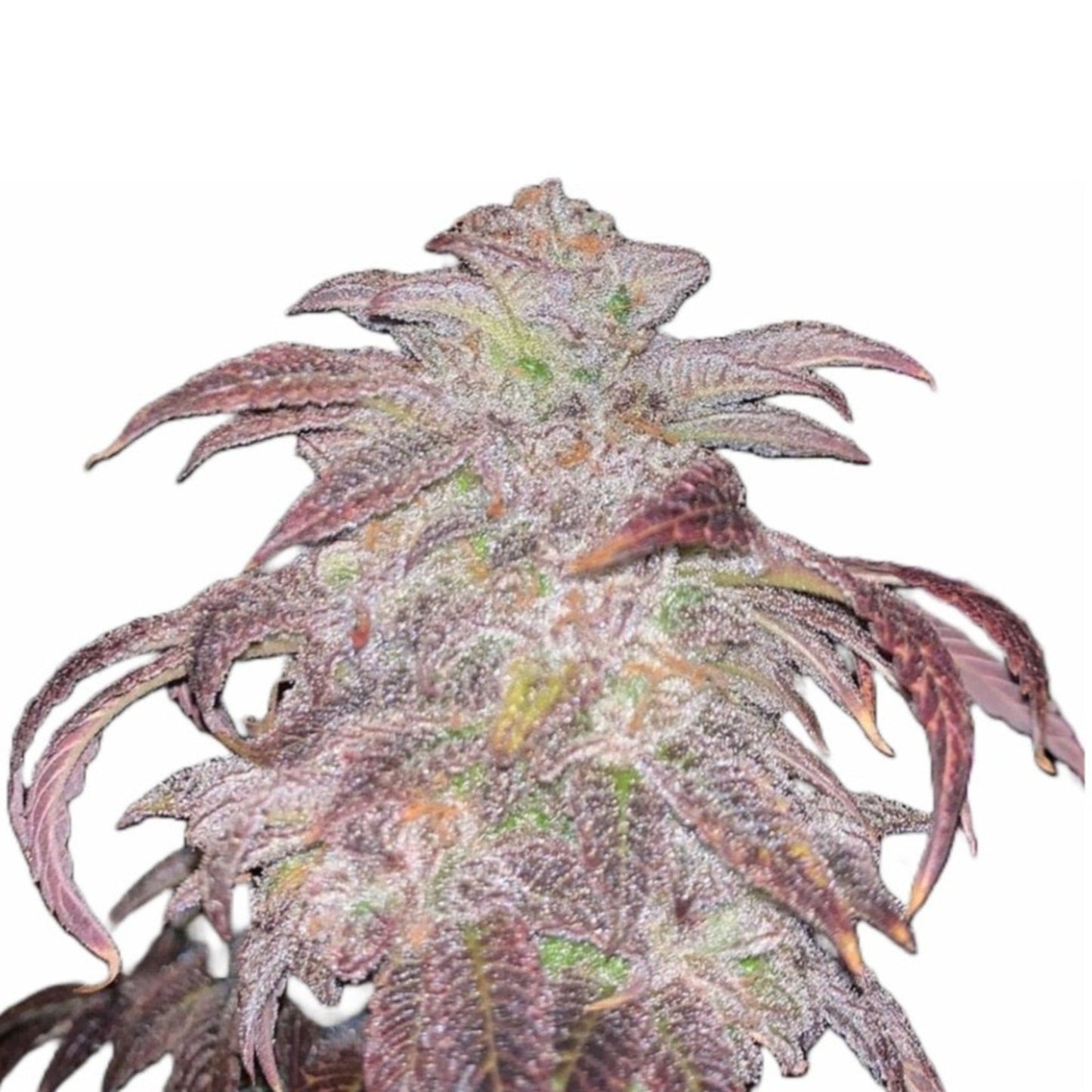 Weed Seeds Peanut Butter Breath Feminized Seeds 6