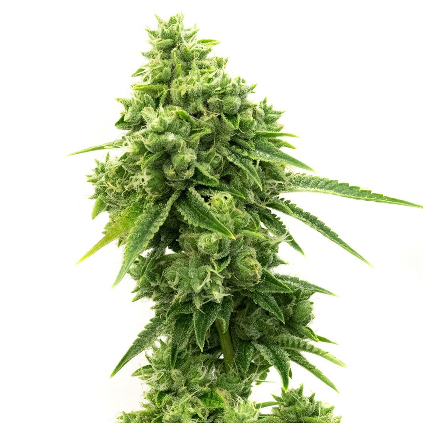 VANCOAST Super OG Kush Feminized Seeds 5
