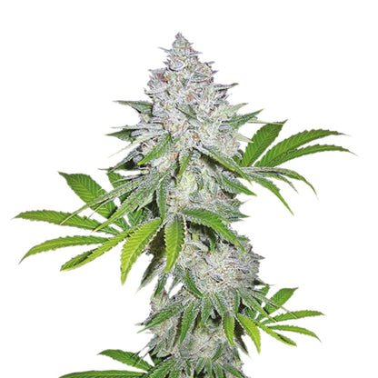 Weed Seeds White Widow Feminized Seeds 5 Pack