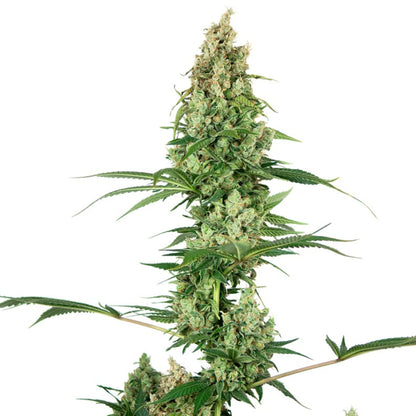 Weed Seeds White Fire OG Feminized Seeds 6 Pack