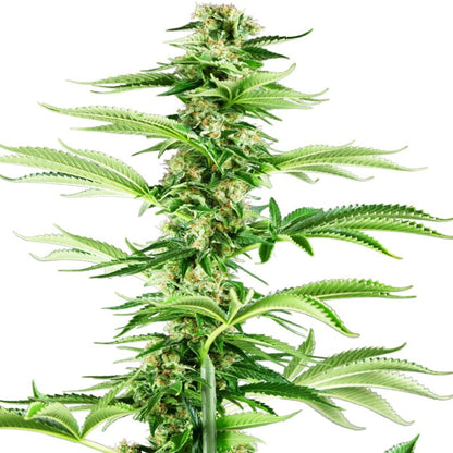 Field Melons Autoflower Feminized Seeds