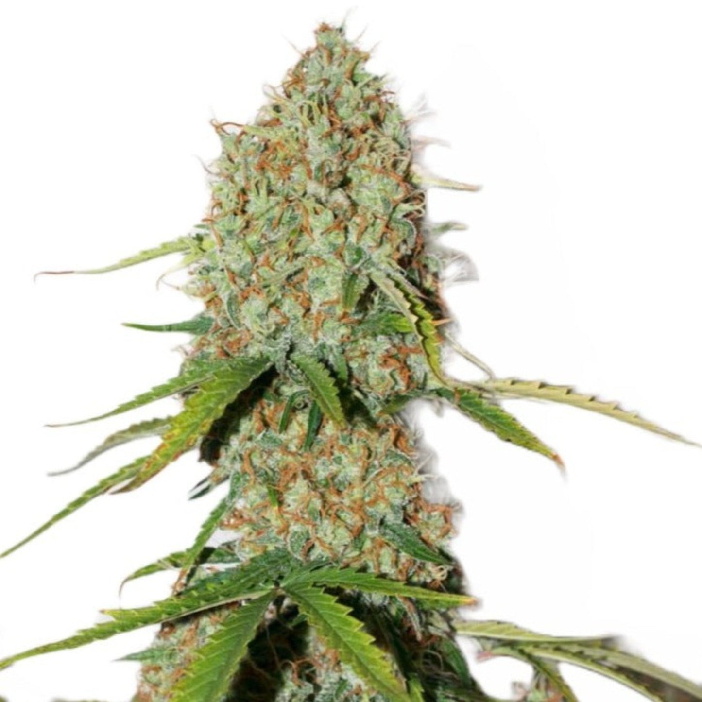 Weed Seeds Florida Sunrise Feminized Seeds 6