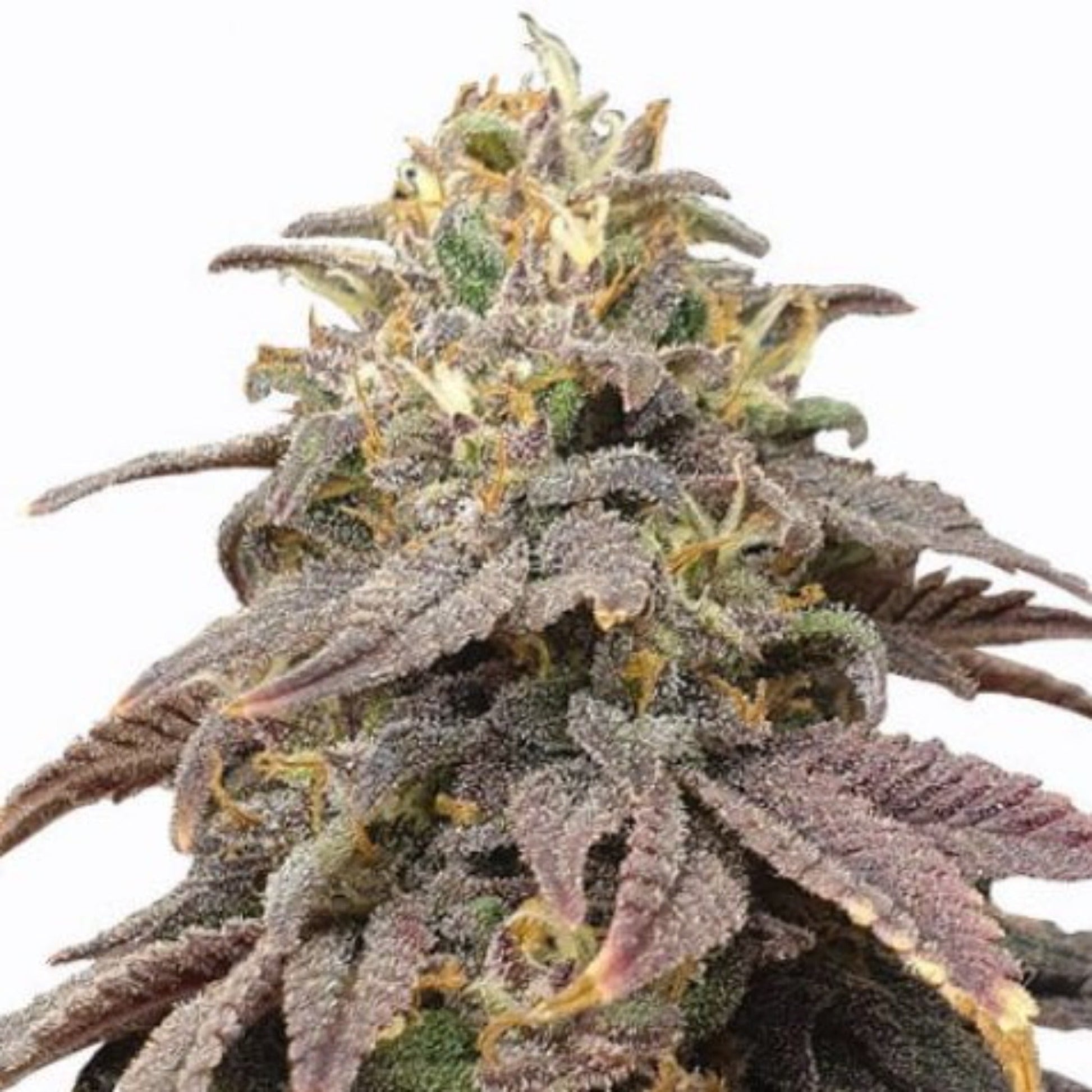 Weed Seeds Forbidden Fruit Feminized Seeds 6 Pack