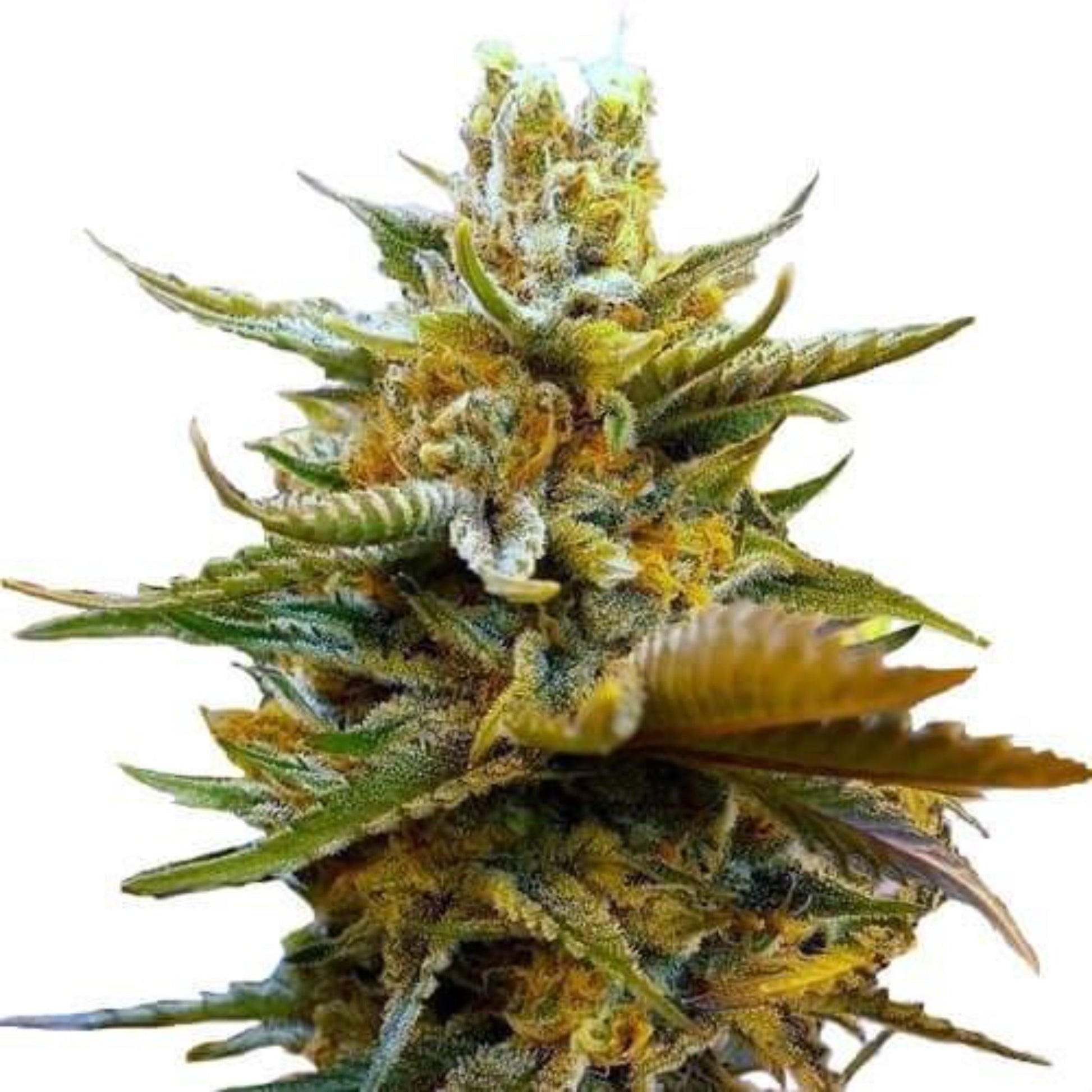 Weed Seeds G13 Nebula Feminized Seeds 6ct