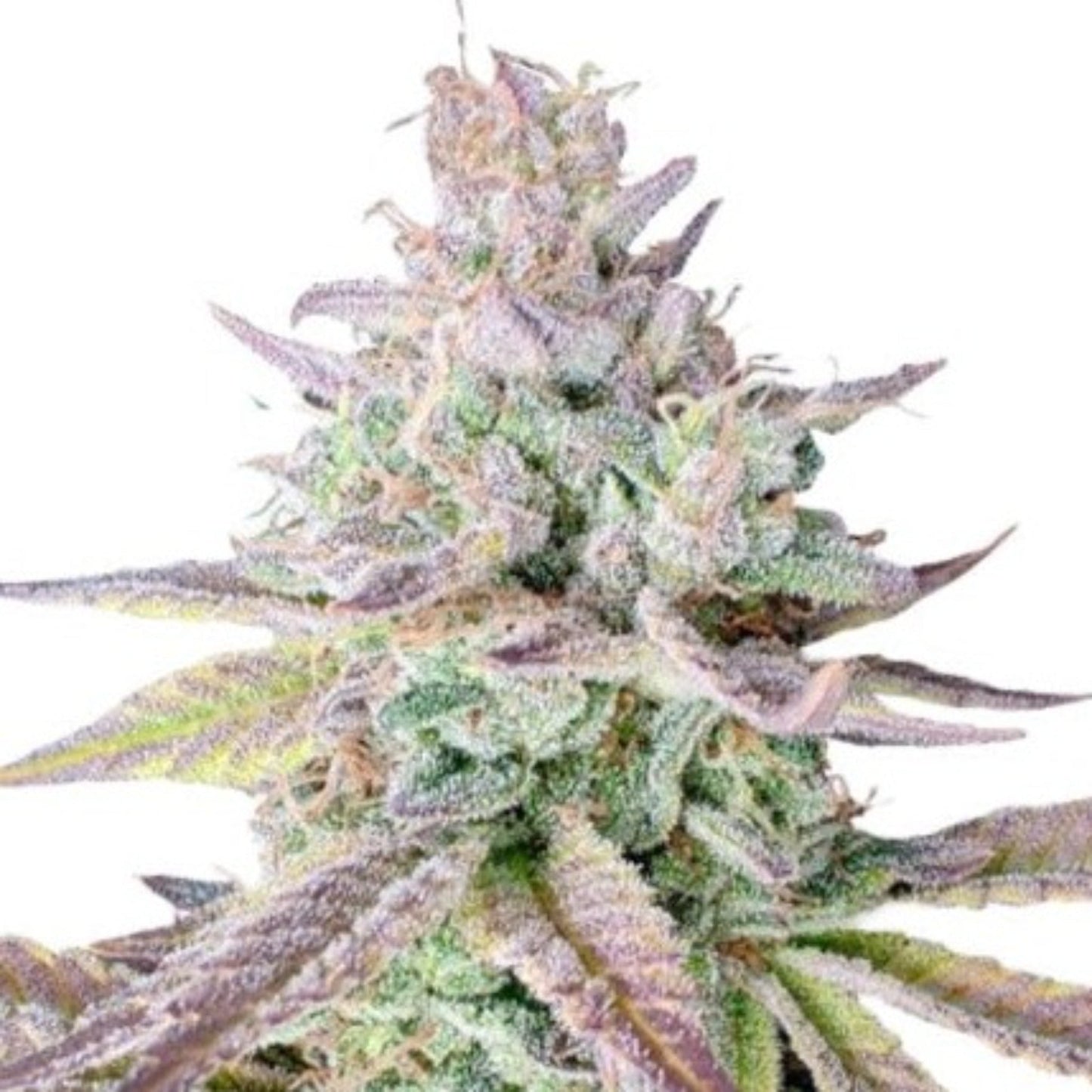Nasha Genetics Gelato Kush Feminized Seeds 6pk
