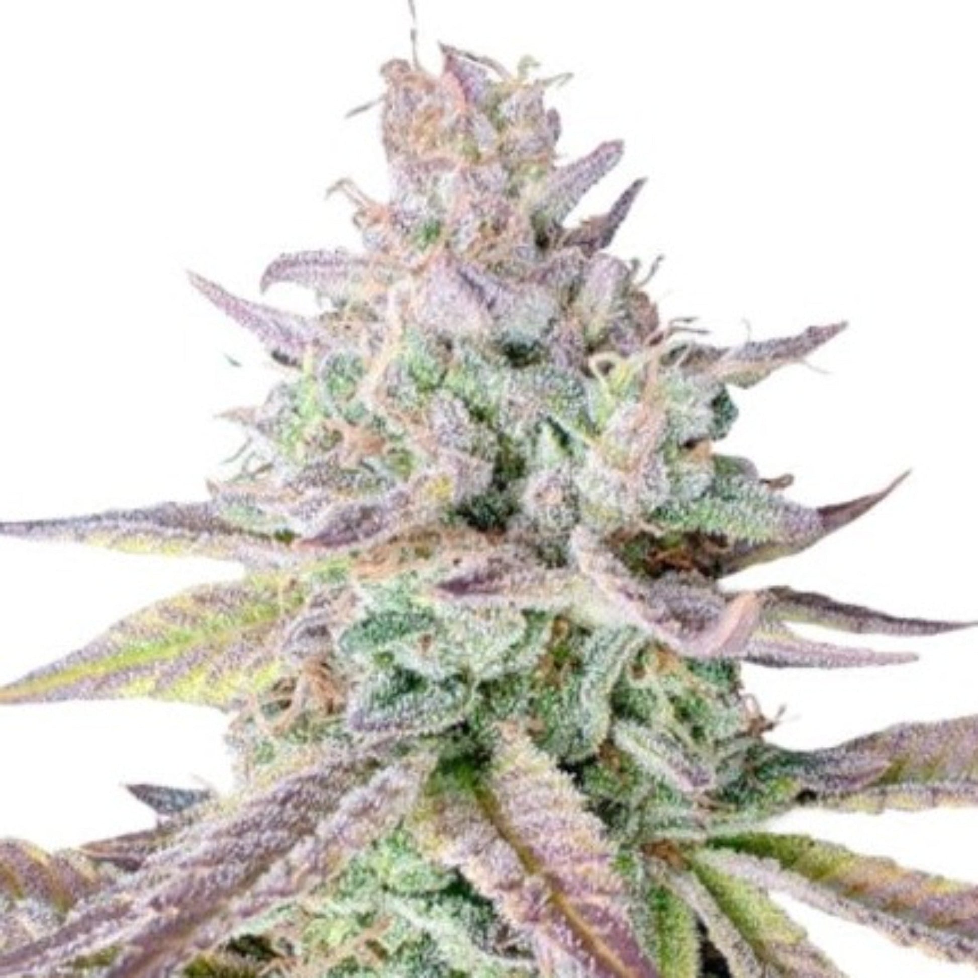 Nasha Genetics Gelato Kush Feminized Seeds 6pk