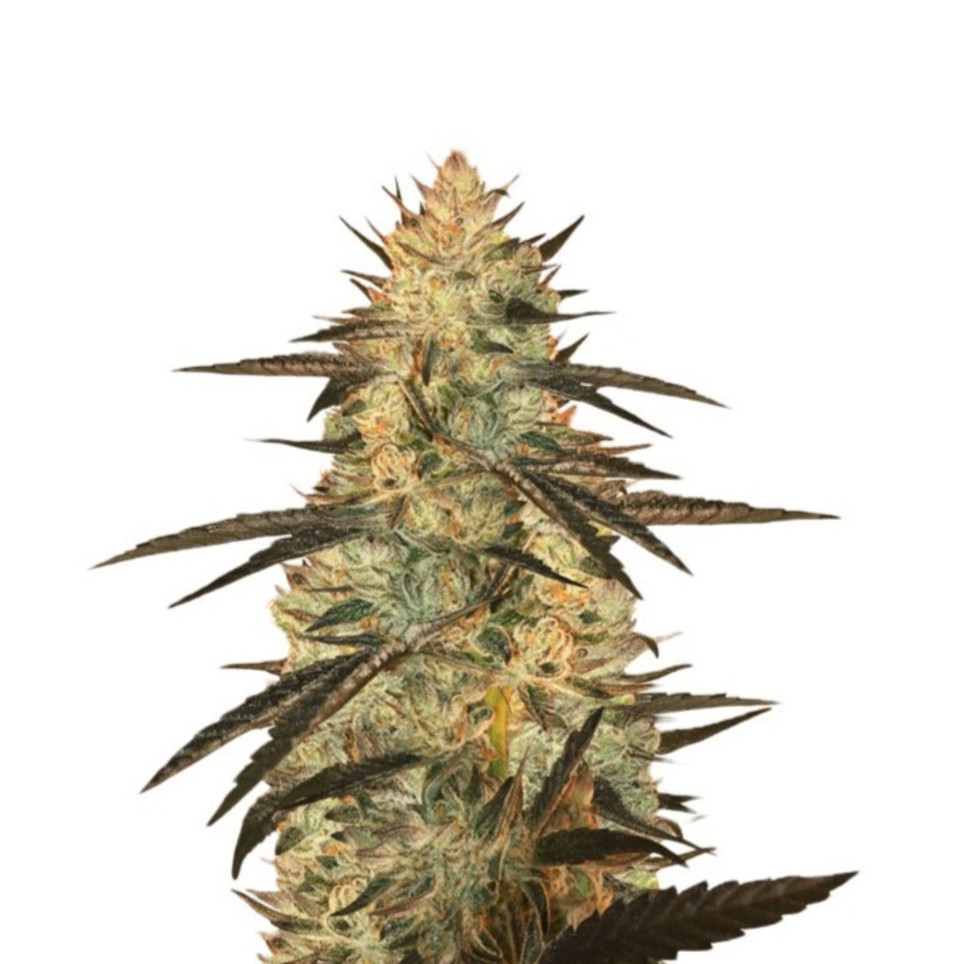 Ghost OG Feminized Seeds 6