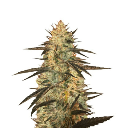 Ghost OG Feminized Seeds 6