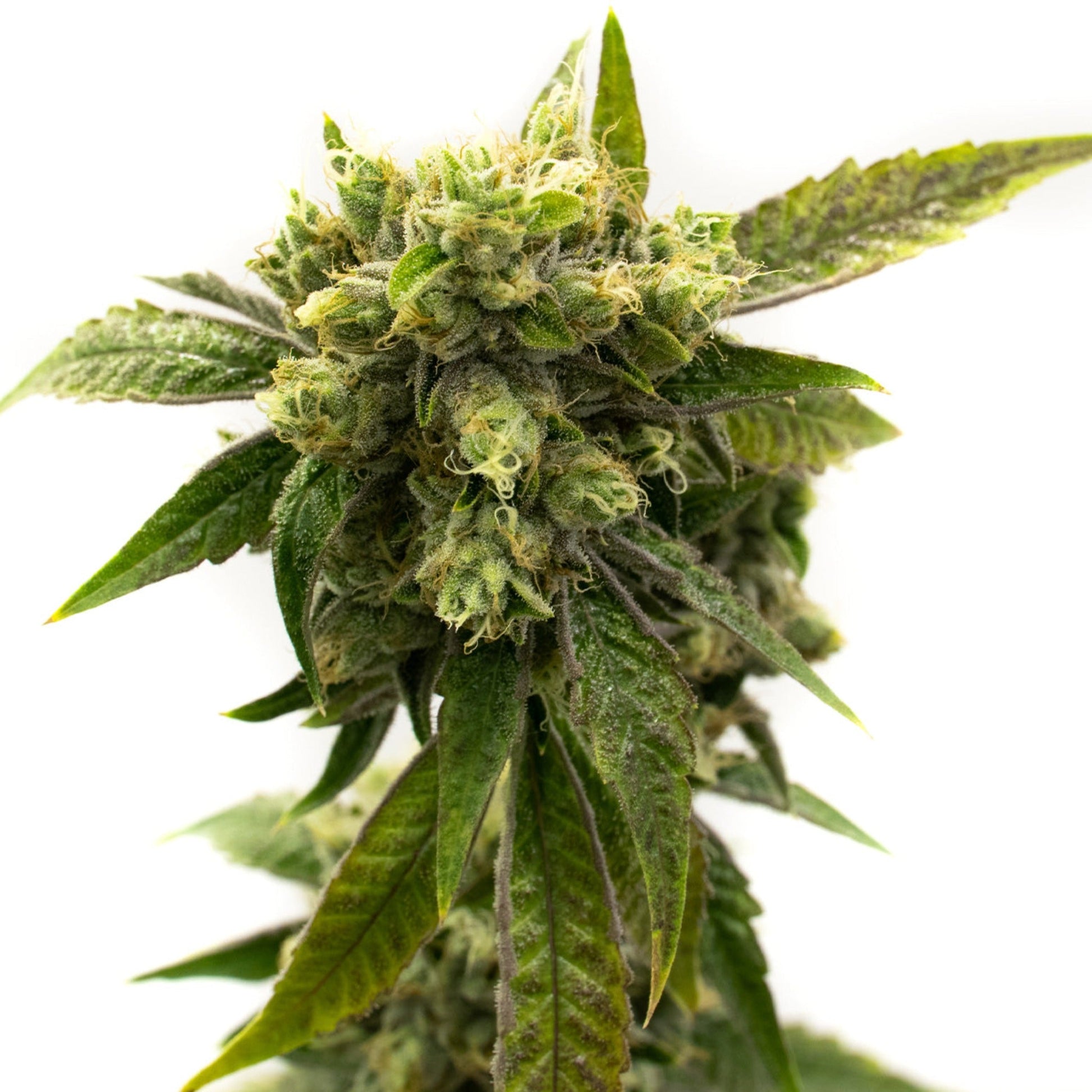 GSC Chemdog Feminized Seeds 6 Pack