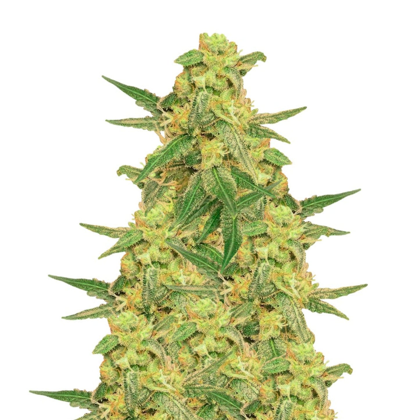 Goji Og Feminized Seeds 6