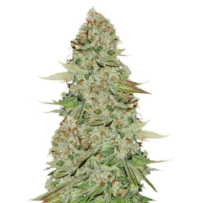 Weed Seeds Gorilla Glue 4 Autoflower Feminized Seeds 6