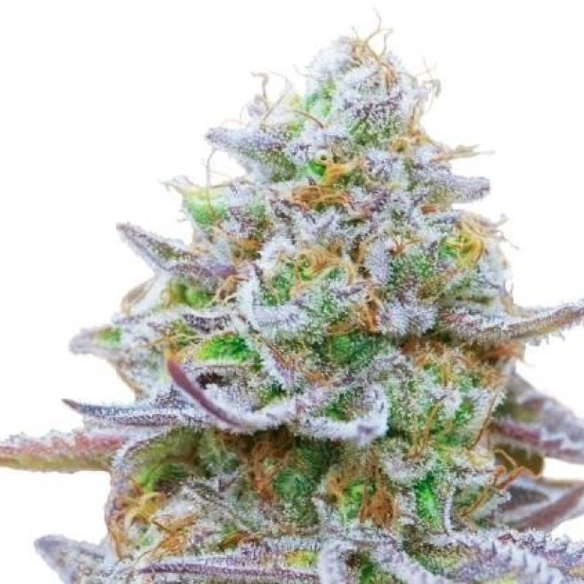 Weed Seeds Gorilla Zkittlez Autoflower Feminized Seeds 6
