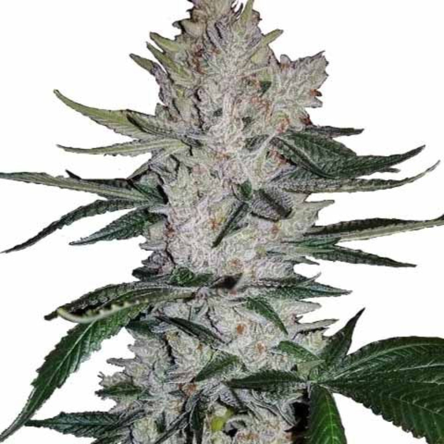Nasha Genetics Gorillato Feminized Seeds 6pk