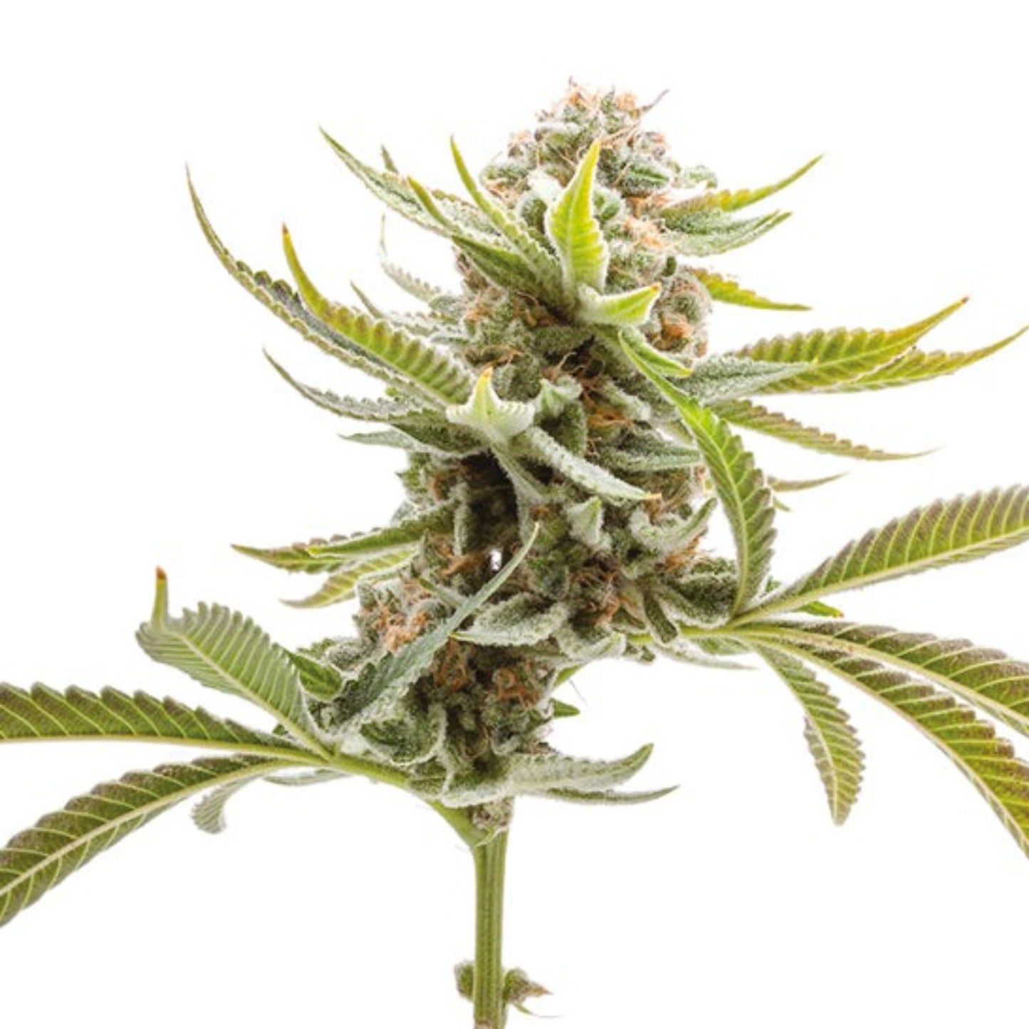 Weed Seeds Grape Ape Autoflower Seeds 6pk