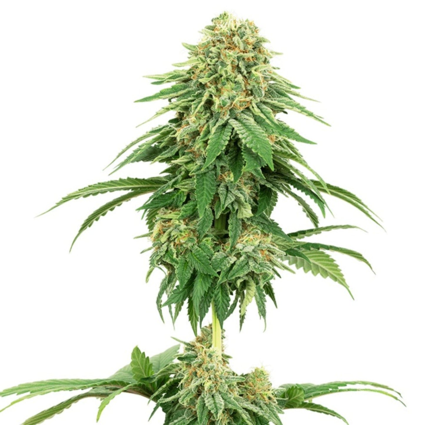 Nasha Genetics GSC x Hardcore OG Feminized Seeds 6 Pack