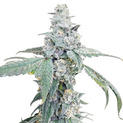 Gush Mintz Feminized Seeds 6