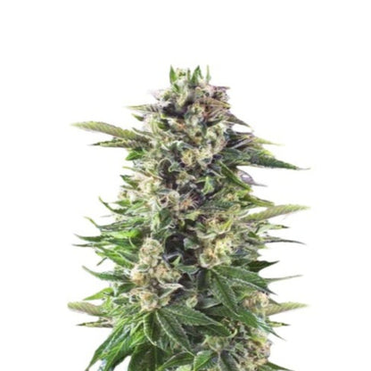 Weed Seeds Head Band Autoflower Seeds 6 Pack