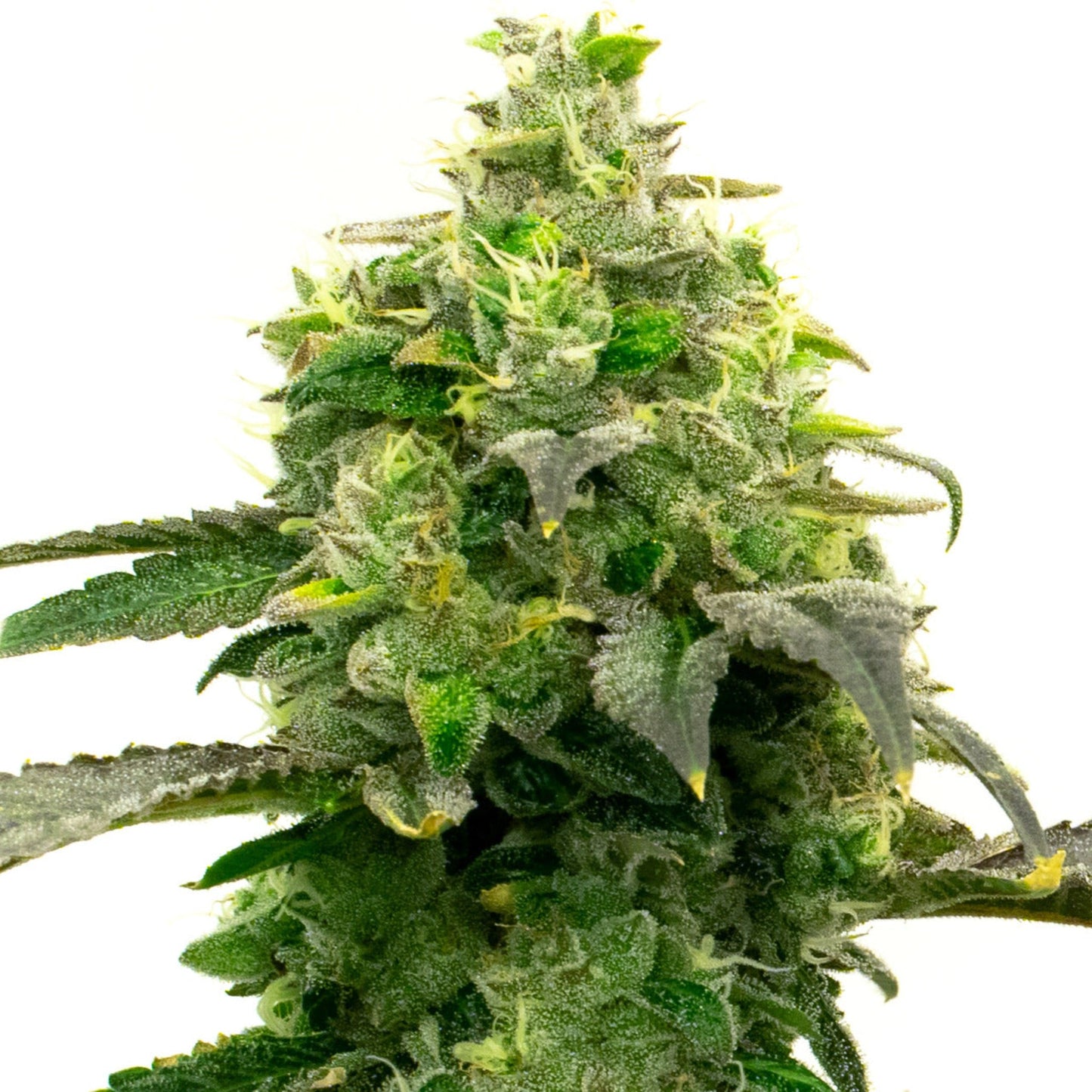 Weed Seeds HellFire Autoflower Seeds 6pk