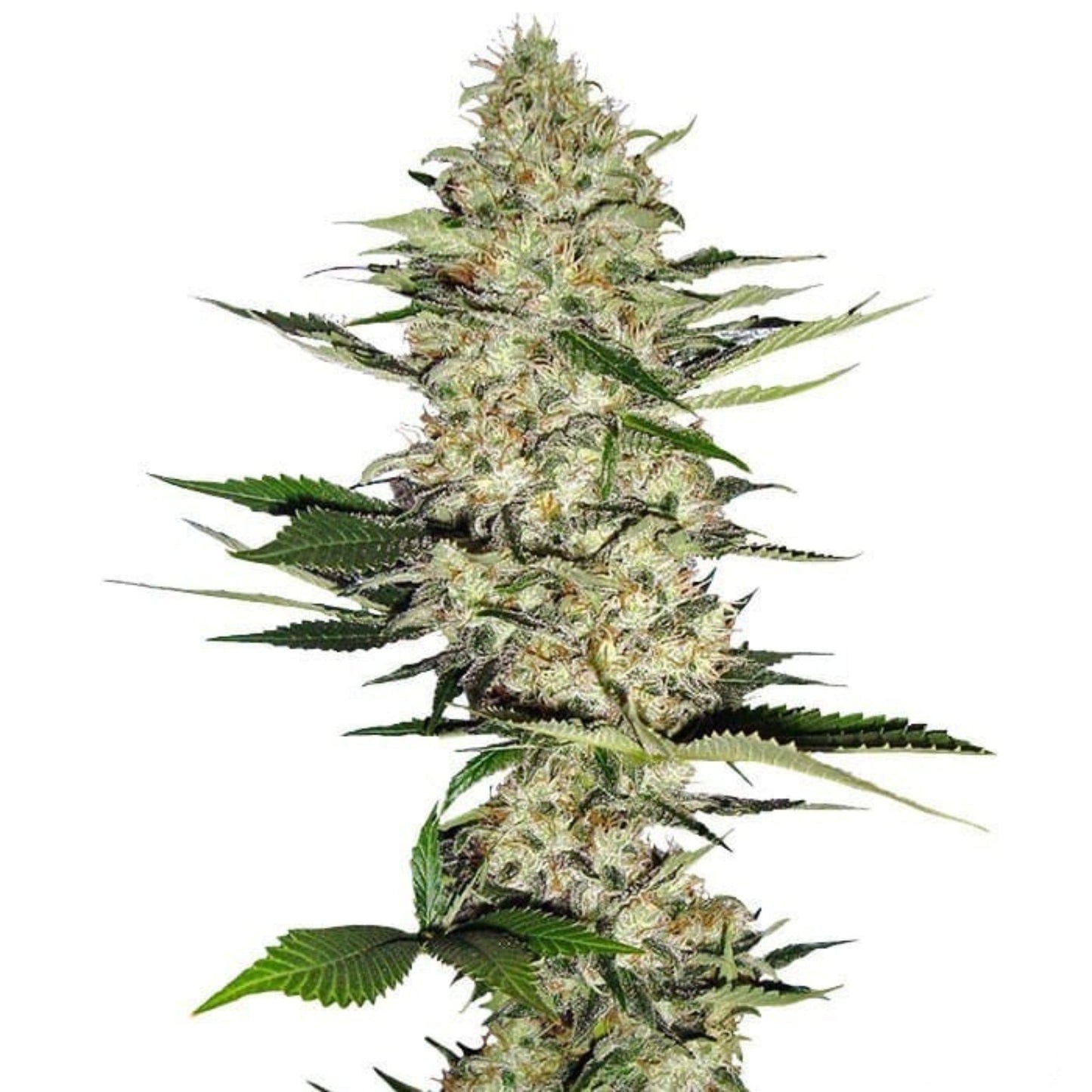 Weed Seeds Hindu Kush Autoflower Seeds 6pk