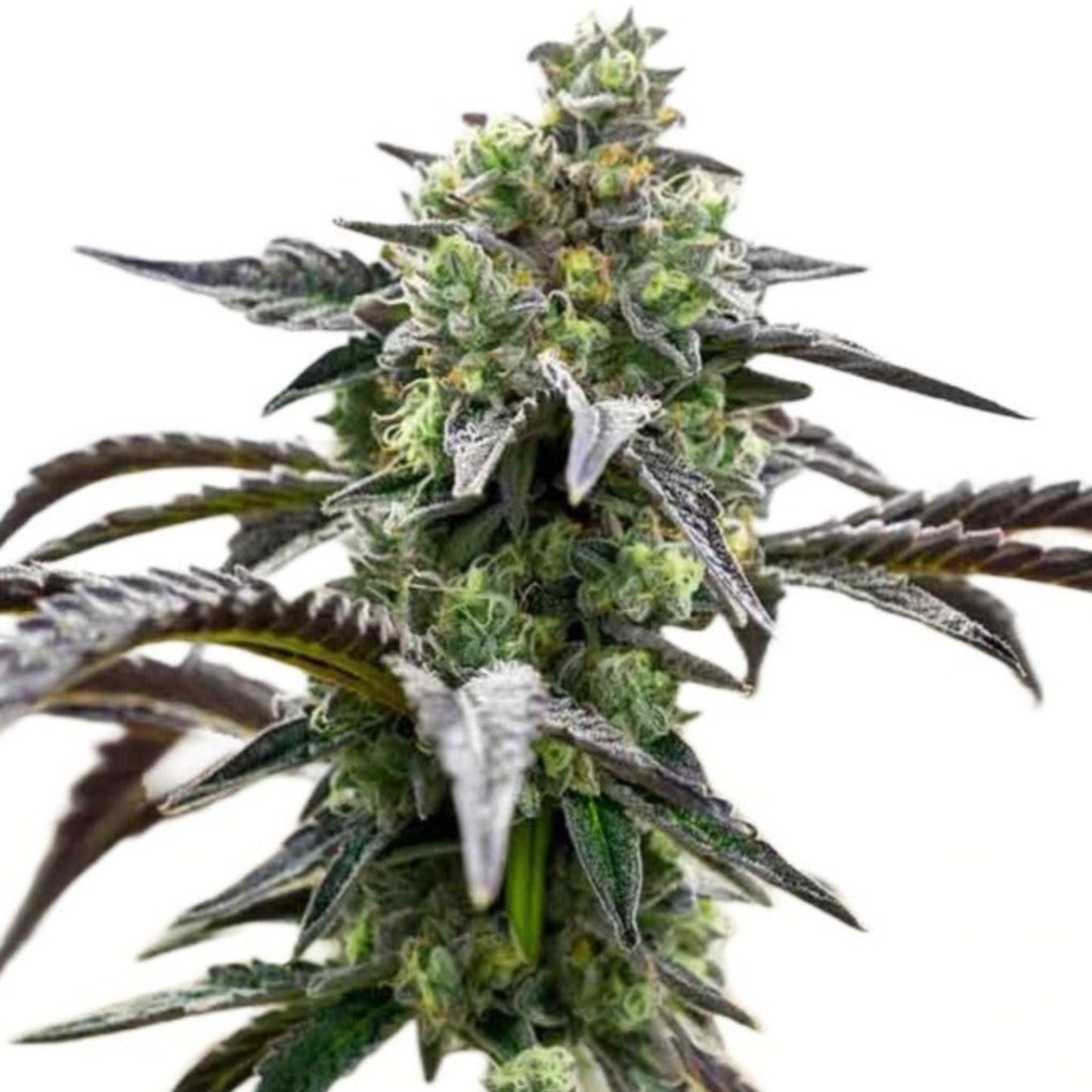 Weed Seeds Ice Cream Cake Feminized Seeds 6