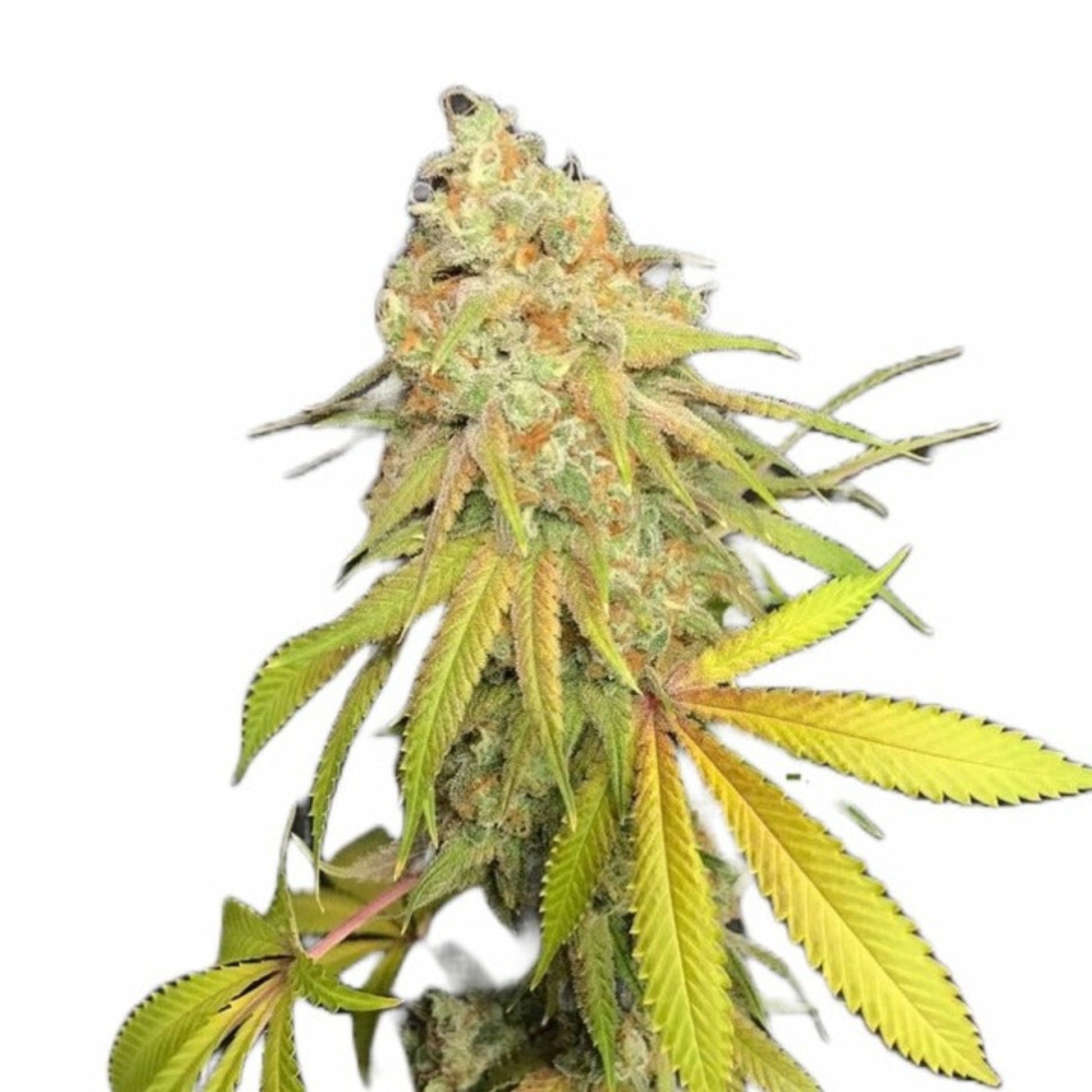 Weed Seeds Jungle Love Feminized Seeds 6 Pack