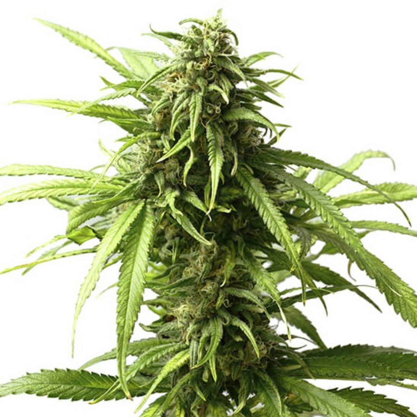 Nasha Genetics Junior Mints Feminized Seeds 6 Pack
