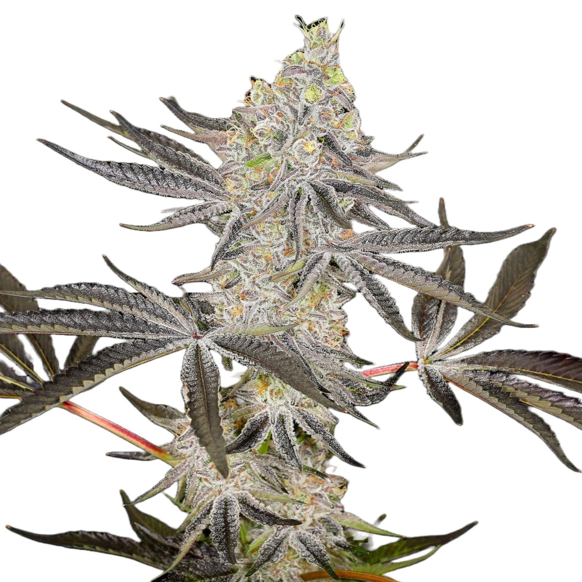 Kush Mintz Feminized Seeds 6 Pack Indica