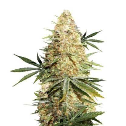 Weed Seeds Lemon Zkittlez Autoflowering Seeds 6-Pack