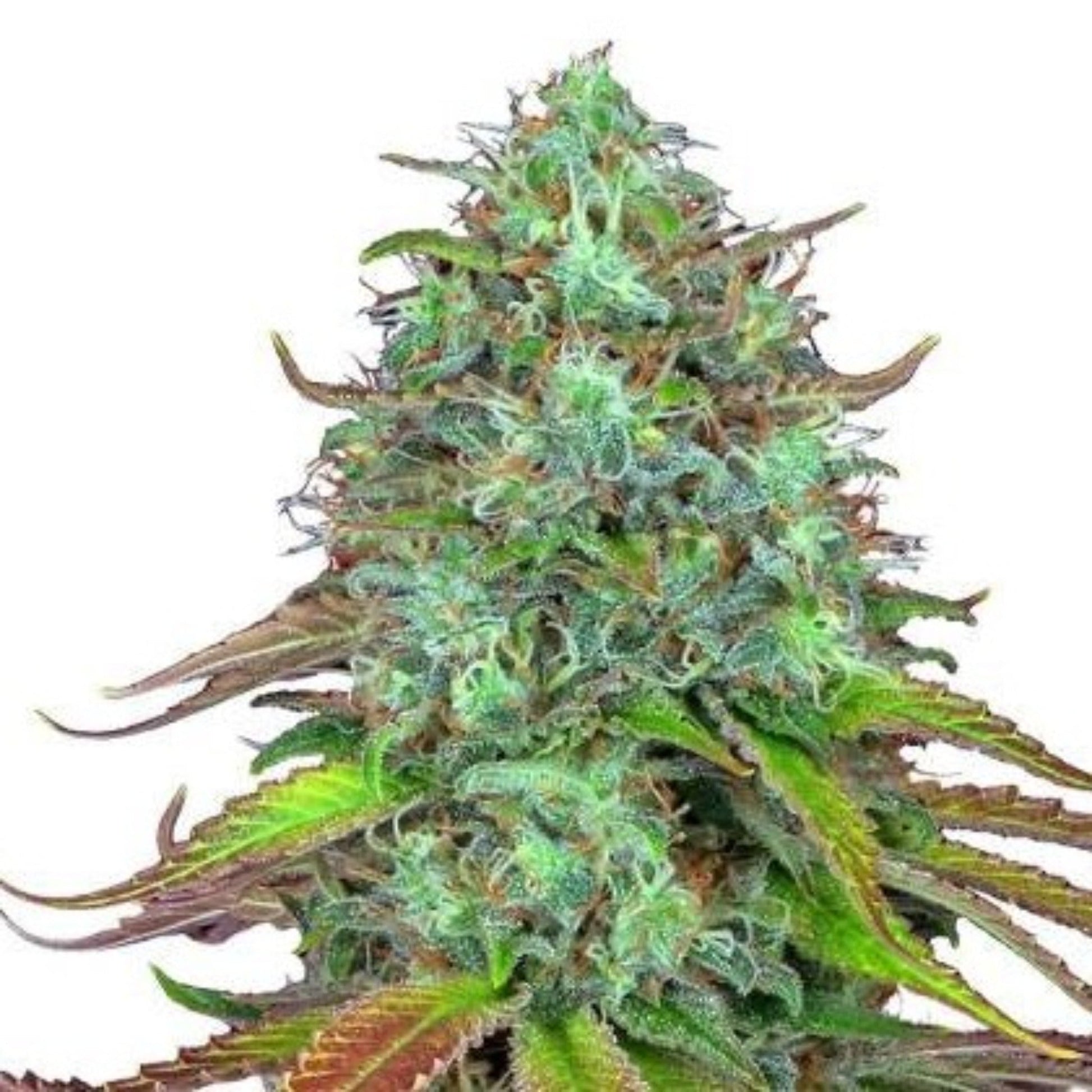 Weed Seeds LSD Autoflower Seeds 6pk