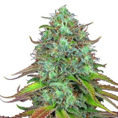 Weed Seeds LSD Autoflower Seeds 6pk