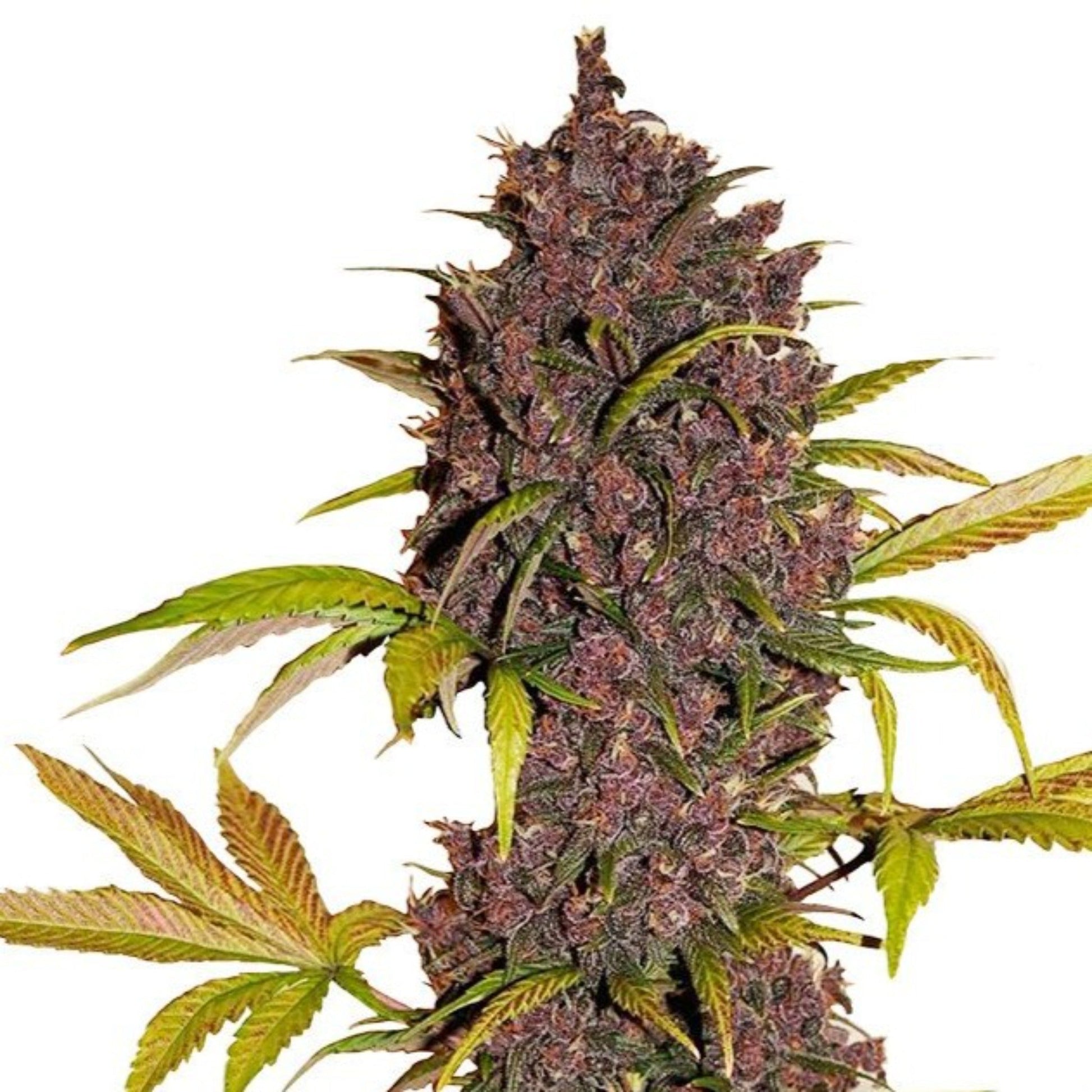 Nasha Genetics LSD Feminized Seeds 6pk