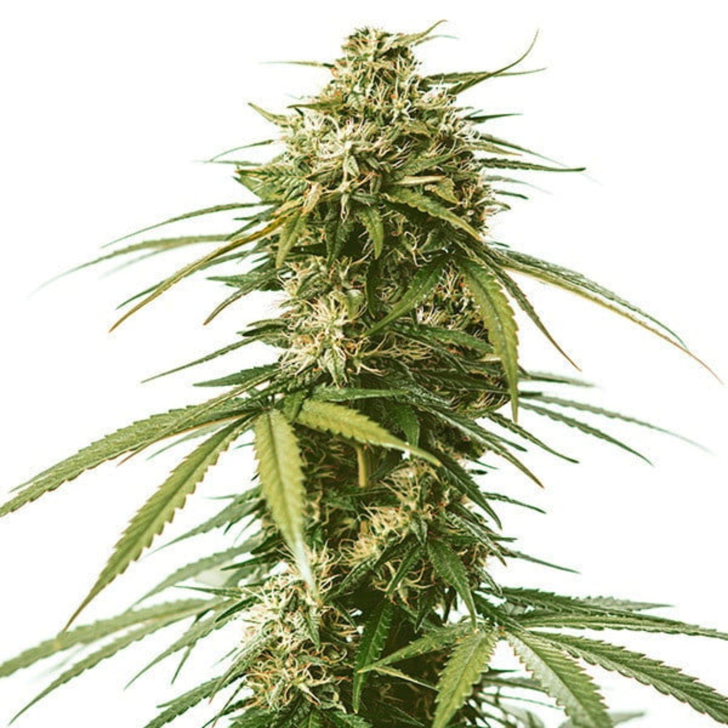 Nasha Genetics LSG Feminized Seeds 6pk