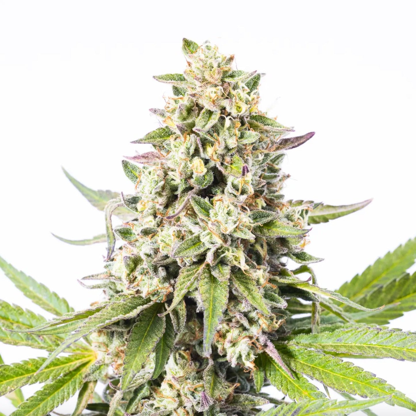 West County Weed Lucky Charms Autoflower Seeds 3 Pack