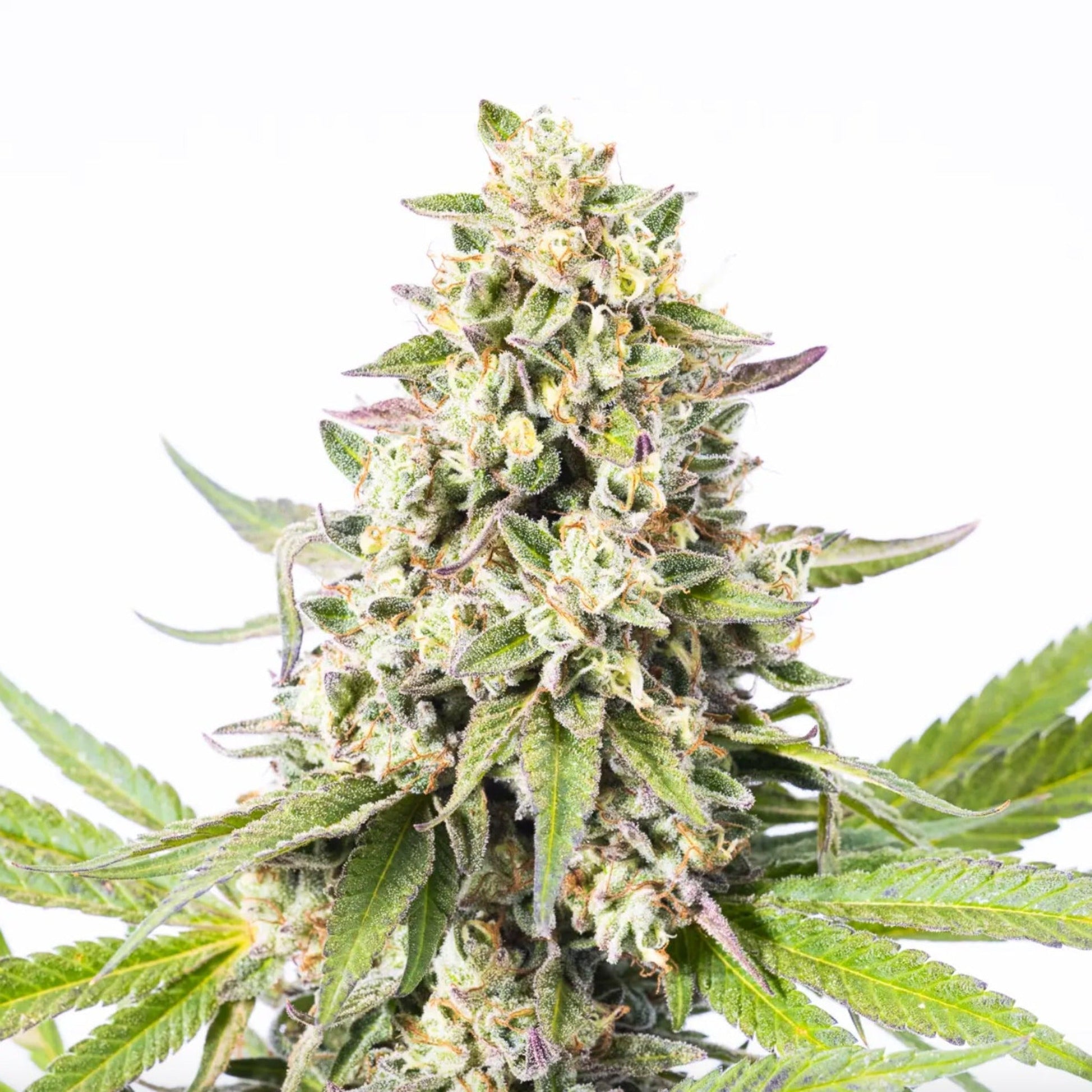 West County Weed Lucky Charms Autoflower Seeds 3 Pack