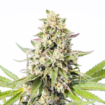West County Weed Lucky Charms Autoflower Seeds 3 Pack