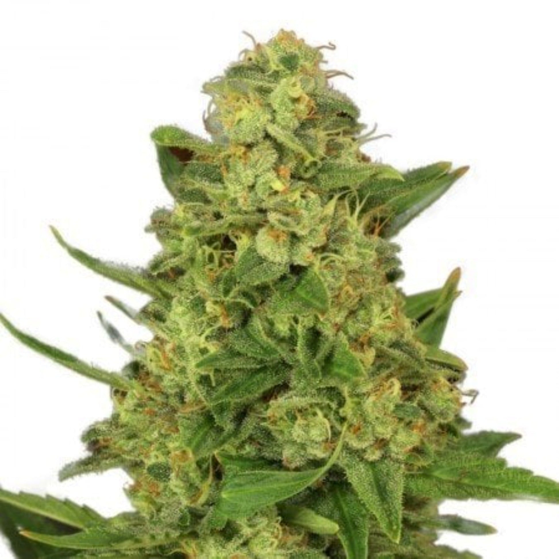 Nasha Genetics Mazar XX Autoflower Seeds 6 Pack