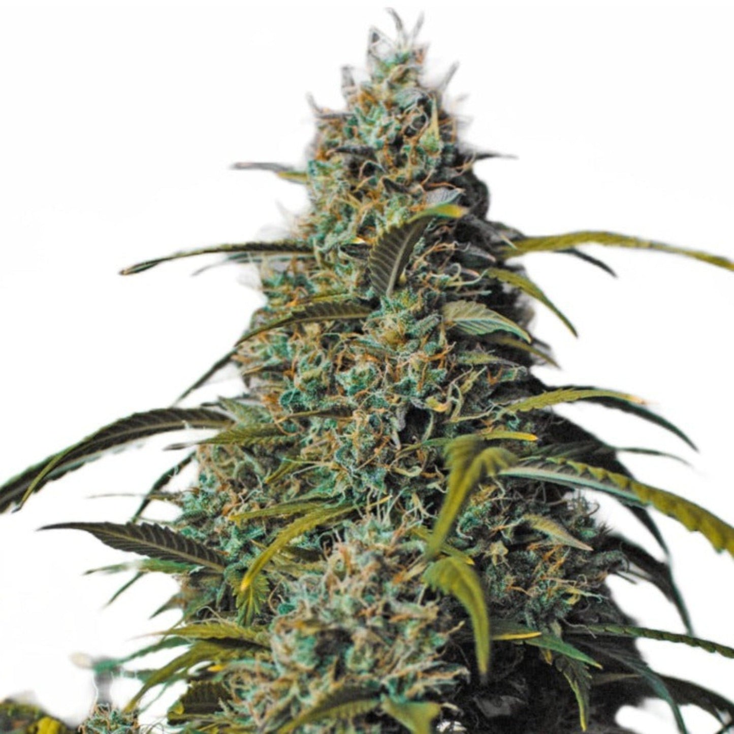 Weed Seeds Melon Gum Feminized Seeds 6