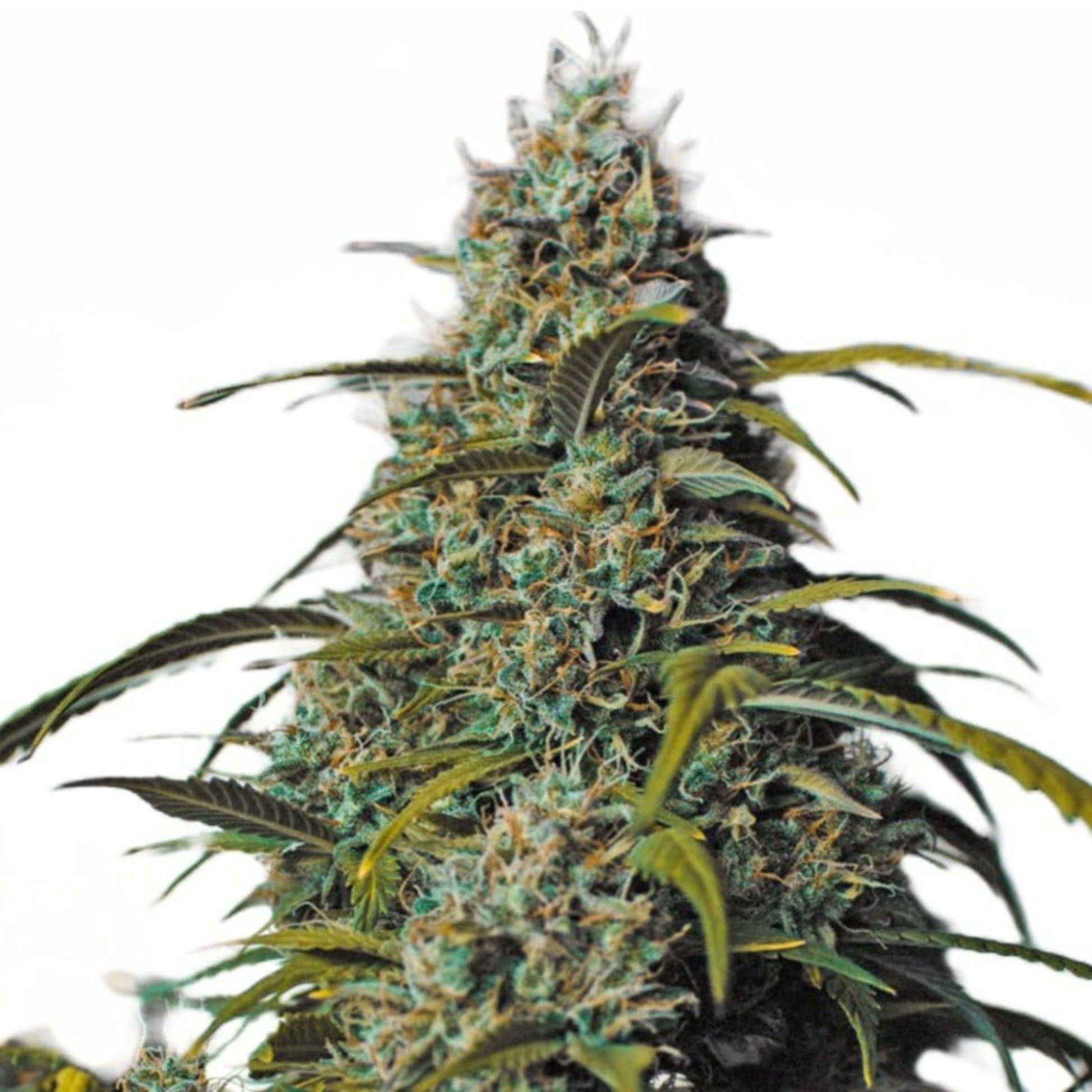 Weed Seeds Melon Gum Feminized Seeds 6 Pack