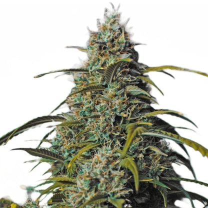 Weed Seeds Melon Gum Feminized Seeds 6 Pack