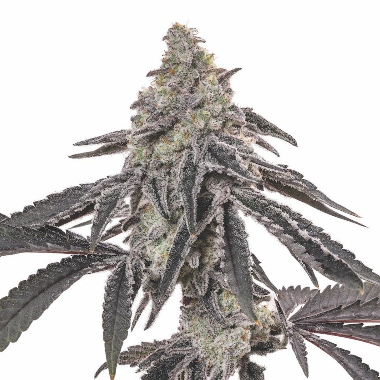 Nasha Genetics MAC Autoflower Seeds 6pk