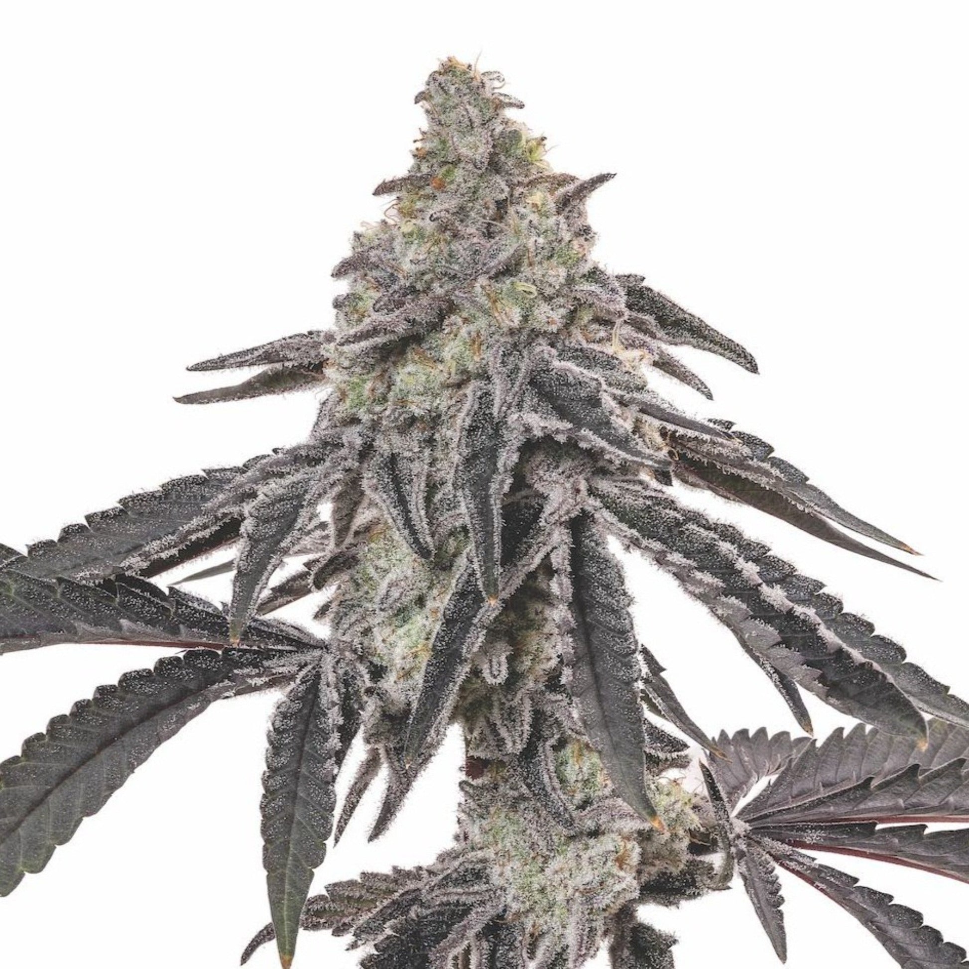 Nasha Genetics MAC Autoflower Seeds 6pk