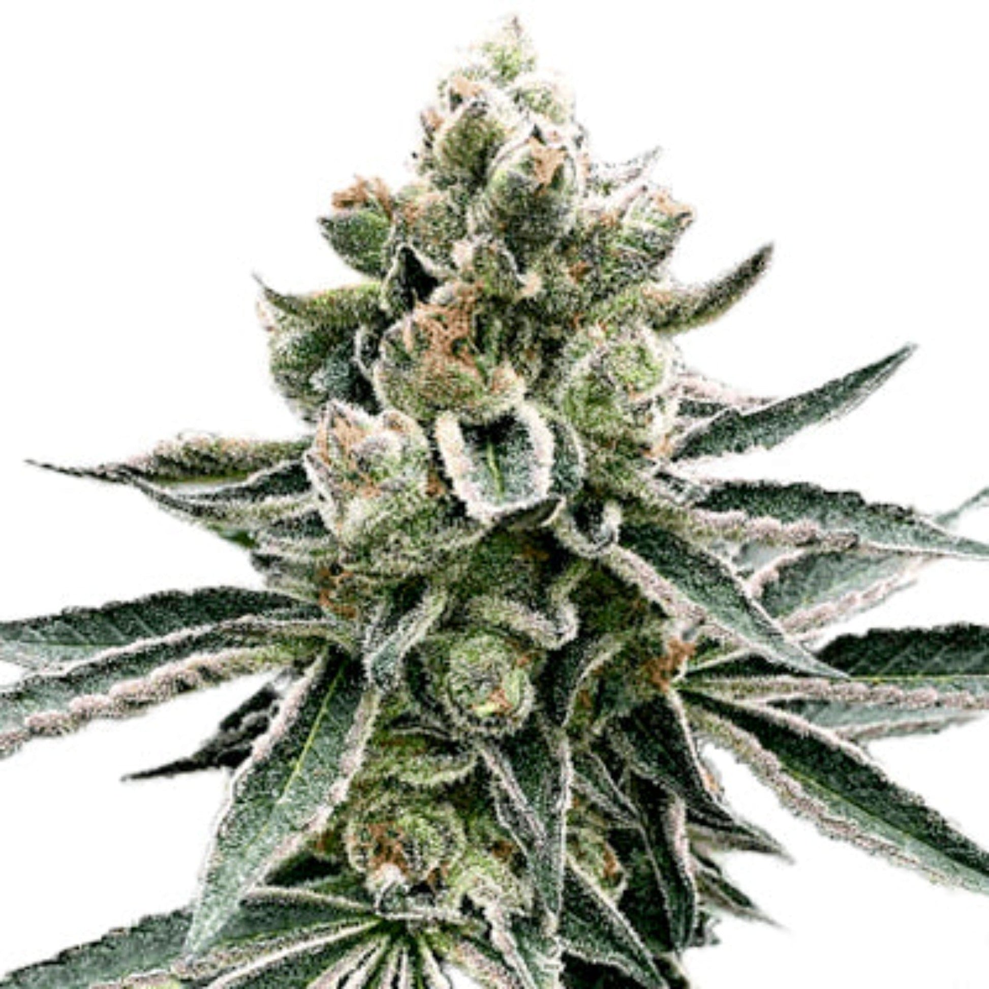 Moonshine Cookies Feminized Seeds 6