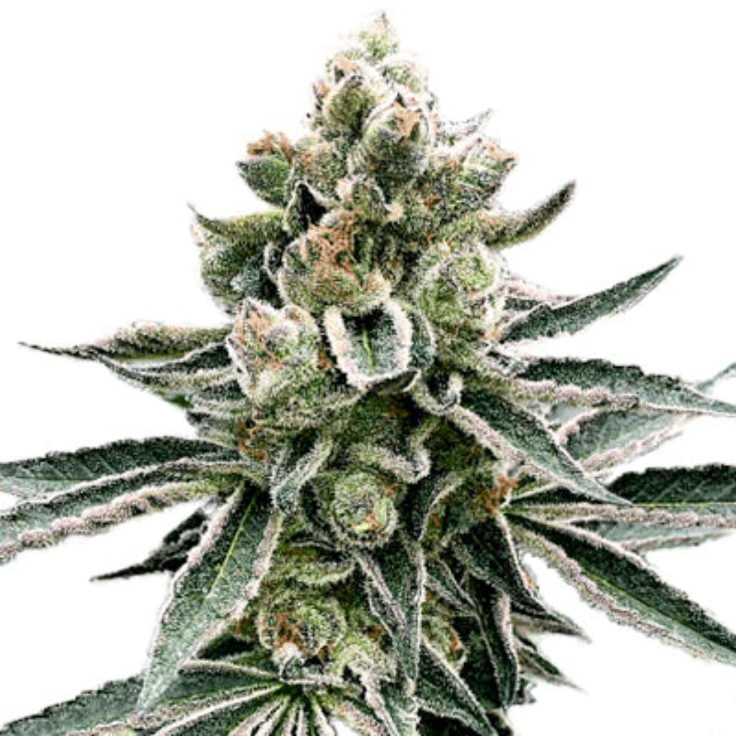 Weed Seeds Moonshine Cookies Feminized Seeds 6 Pack Photoperiod