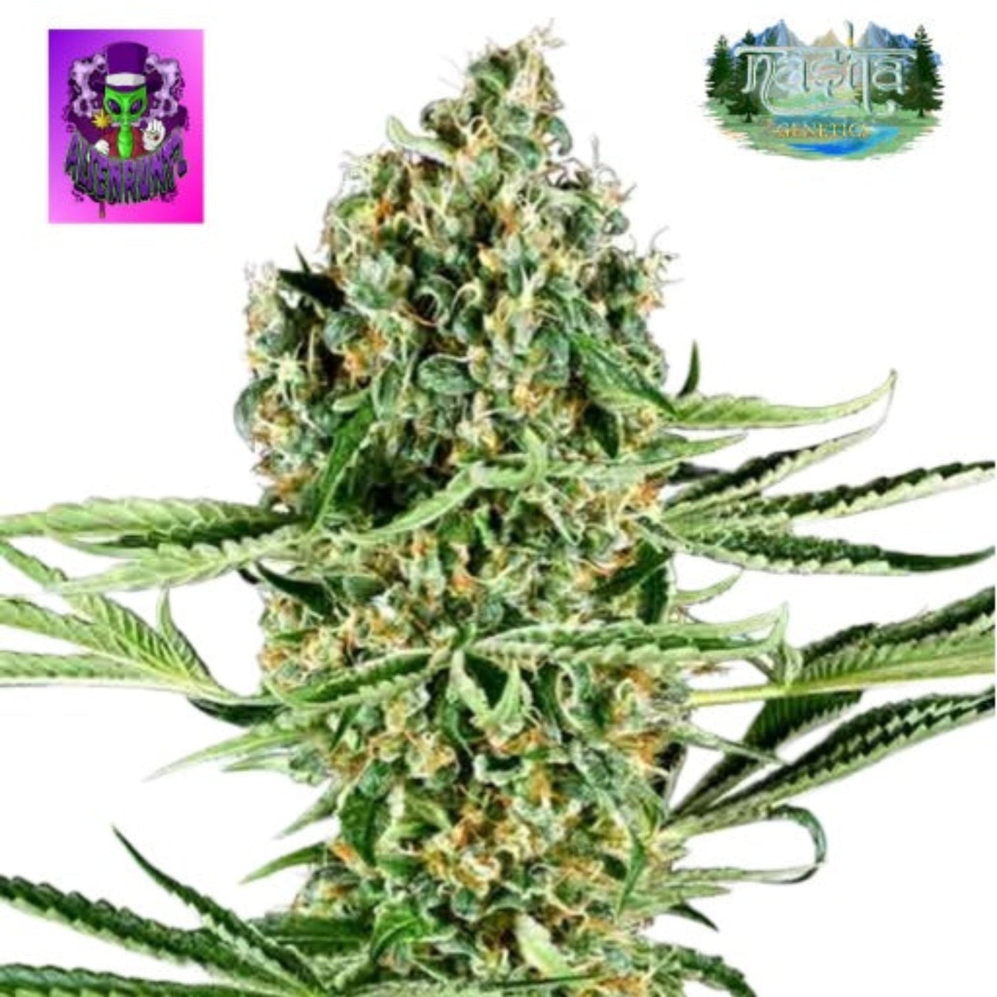Nasha Genetics Alien Runtz Feminized Seeds 10-Pack