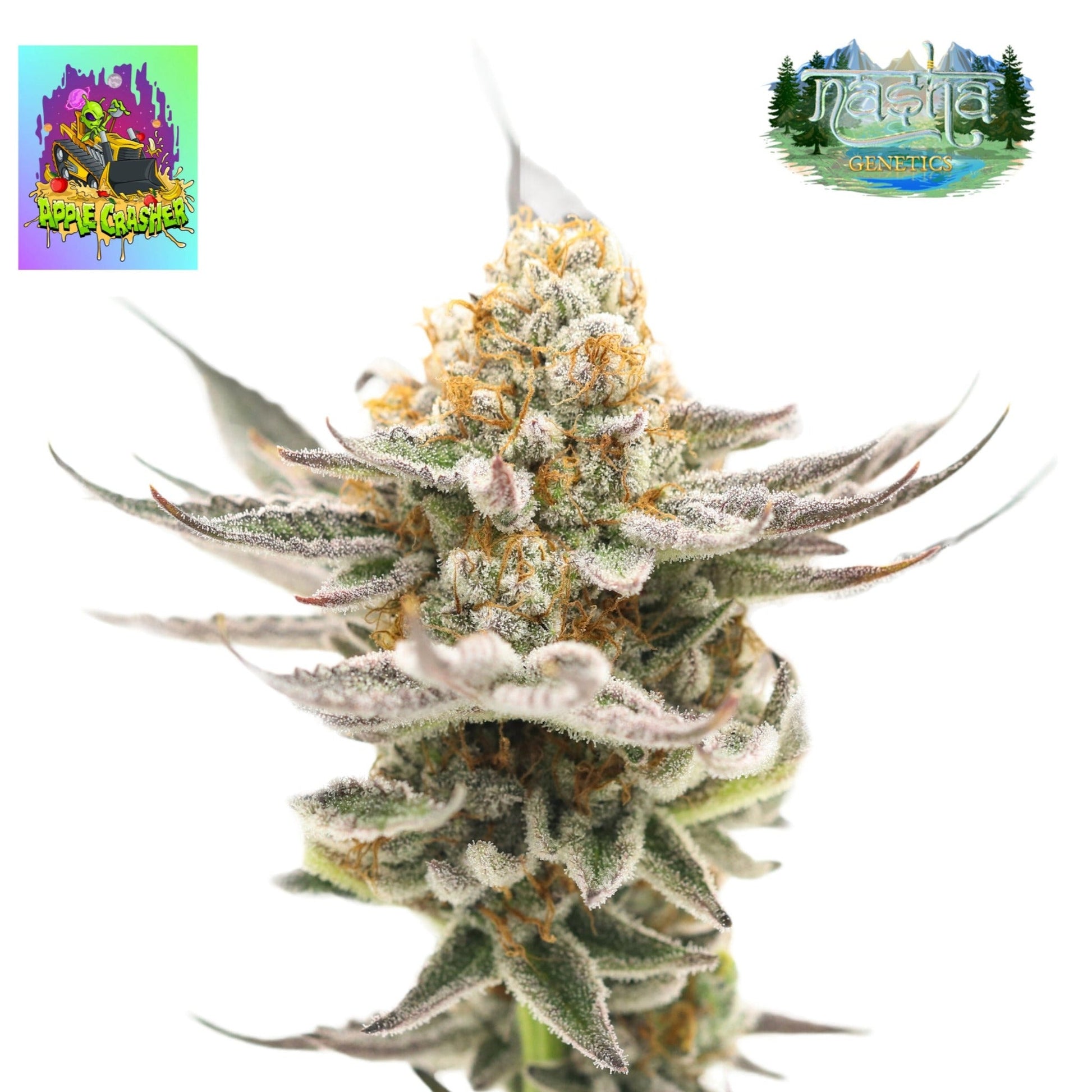 Nasha Genetics Apple Crasher Feminized Seeds 10pk
