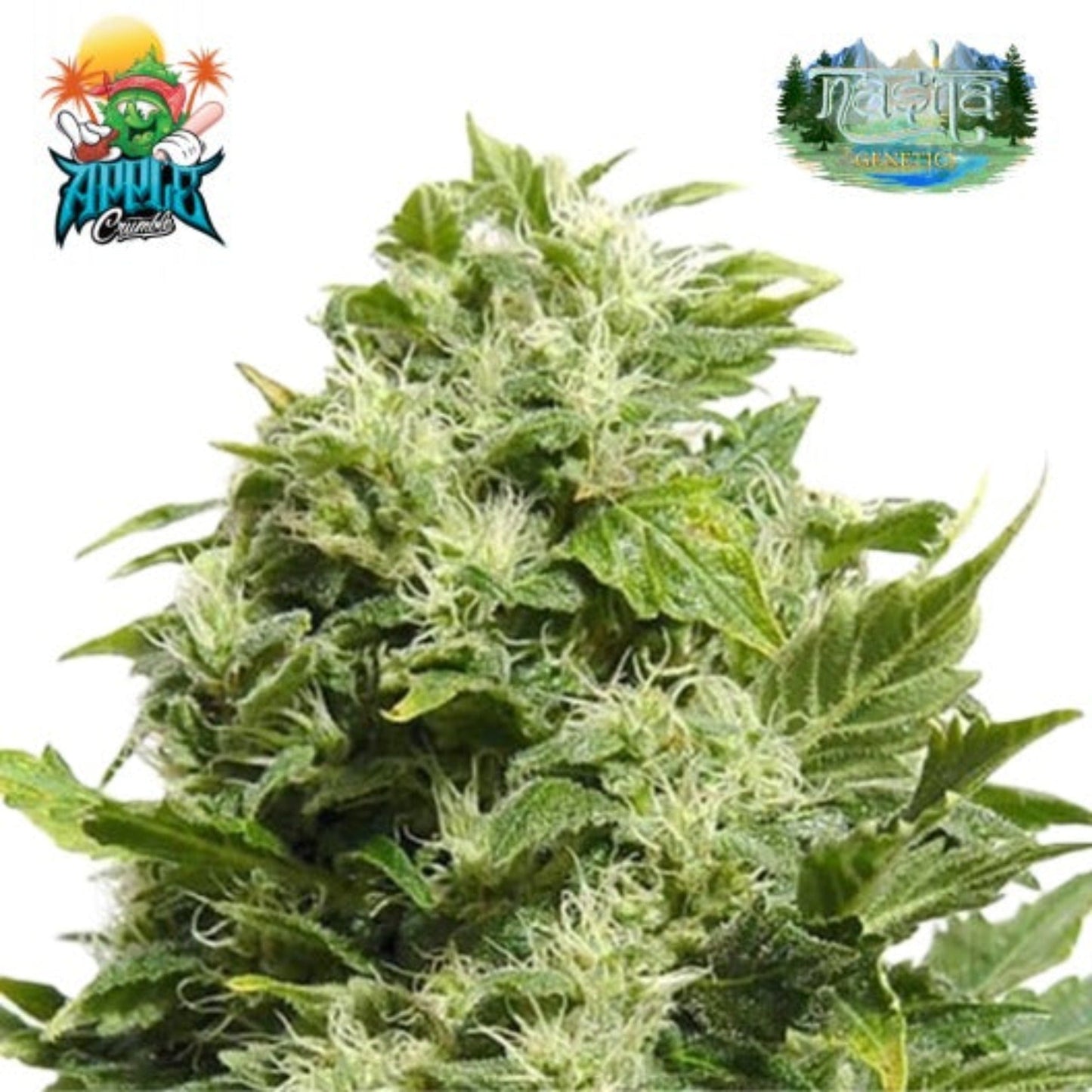 Nasha Genetics Apple Crumble Feminized Seeds 10pk
