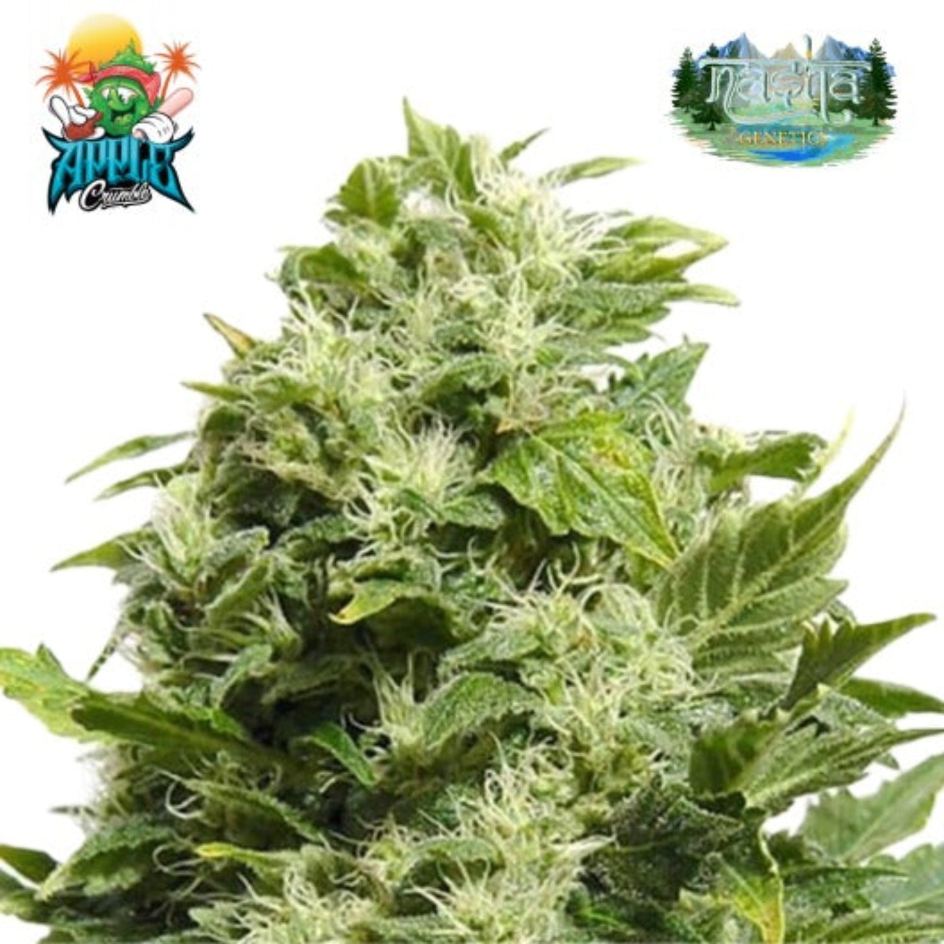 Nasha Genetics Apple Crumble Feminized Seeds 10pk