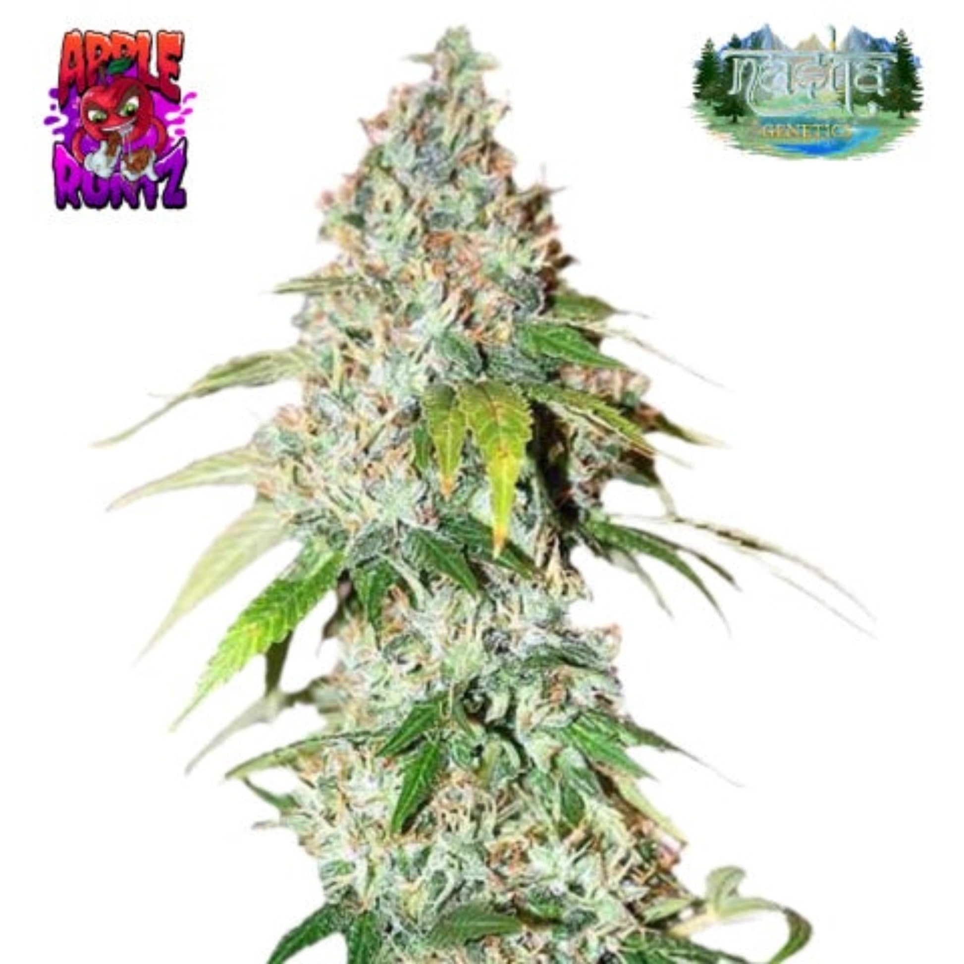 Nasha Genetics Apple Runtz Feminized Seeds 10pk