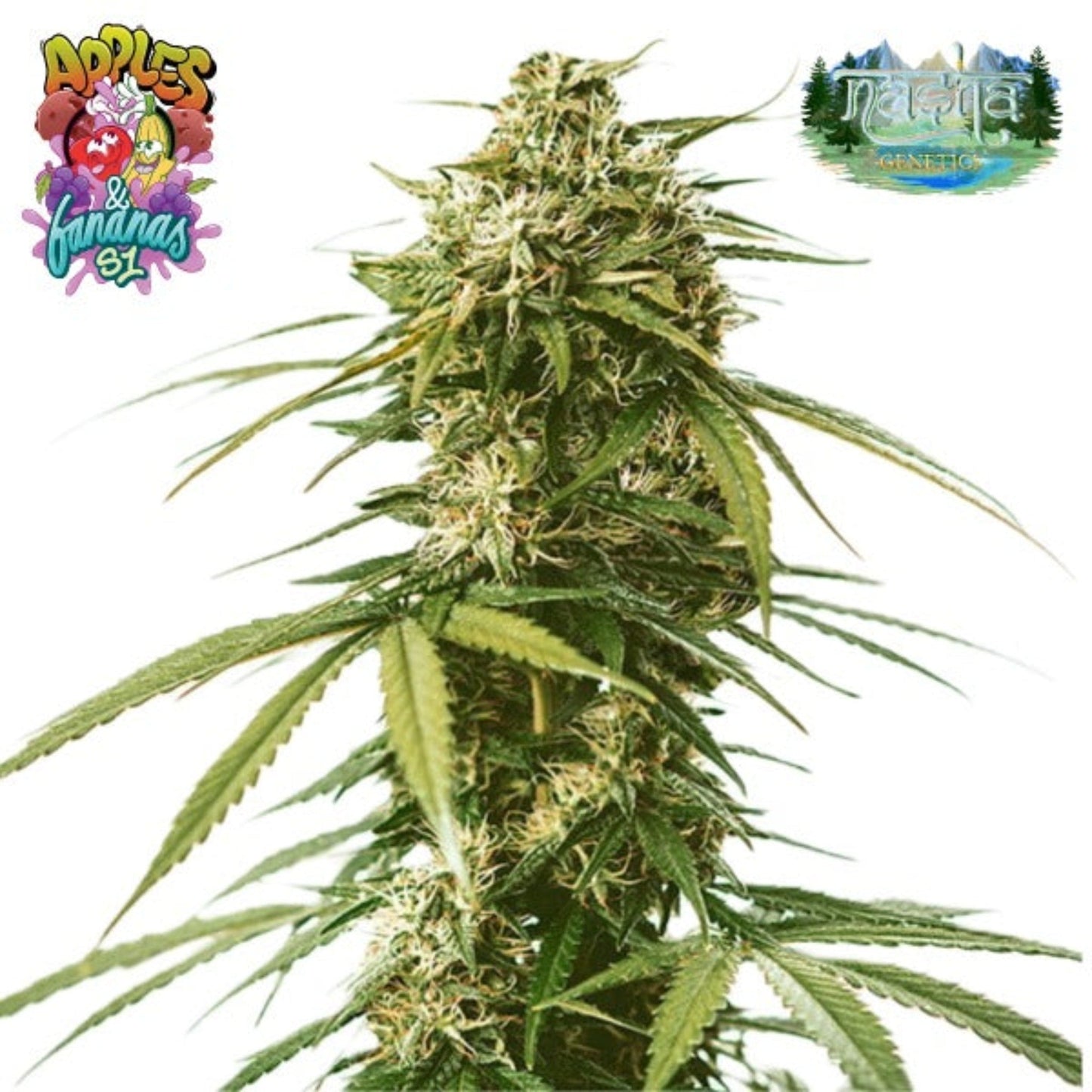 Nasha Genetics Apples & Bananas Feminized Seeds 10ct